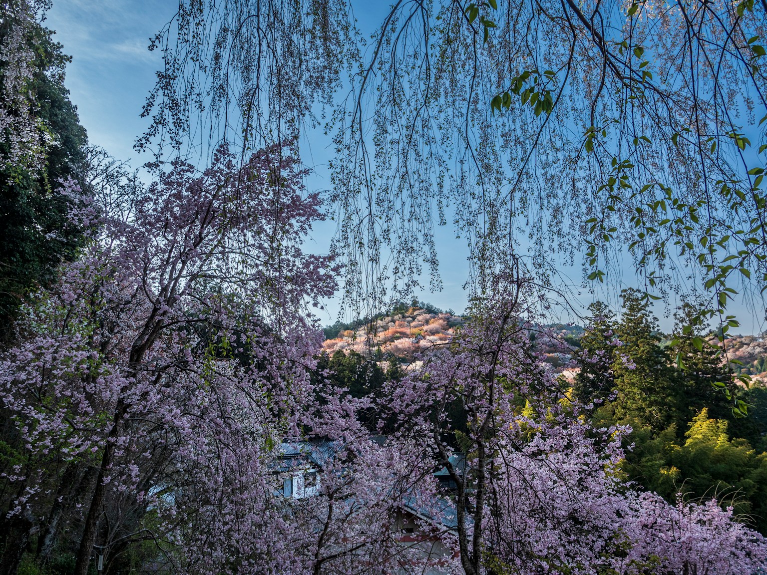 2024-04-seasonal-mountain-image-4
