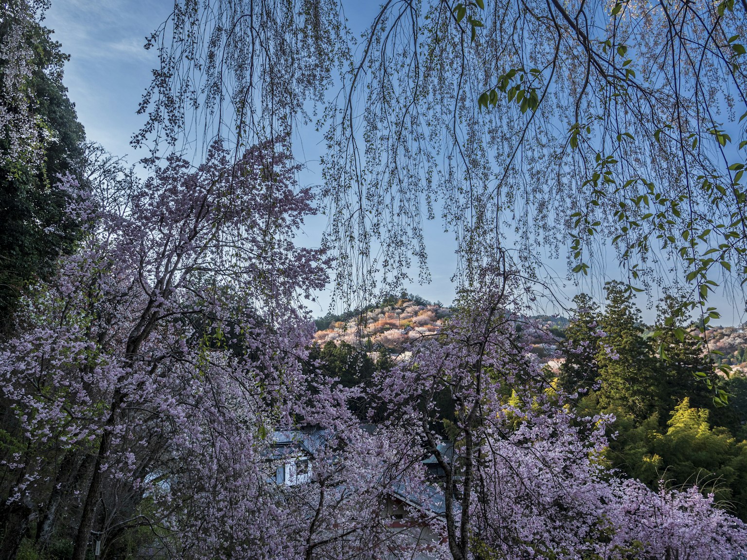 2024-04-seasonal-mountain-image-4