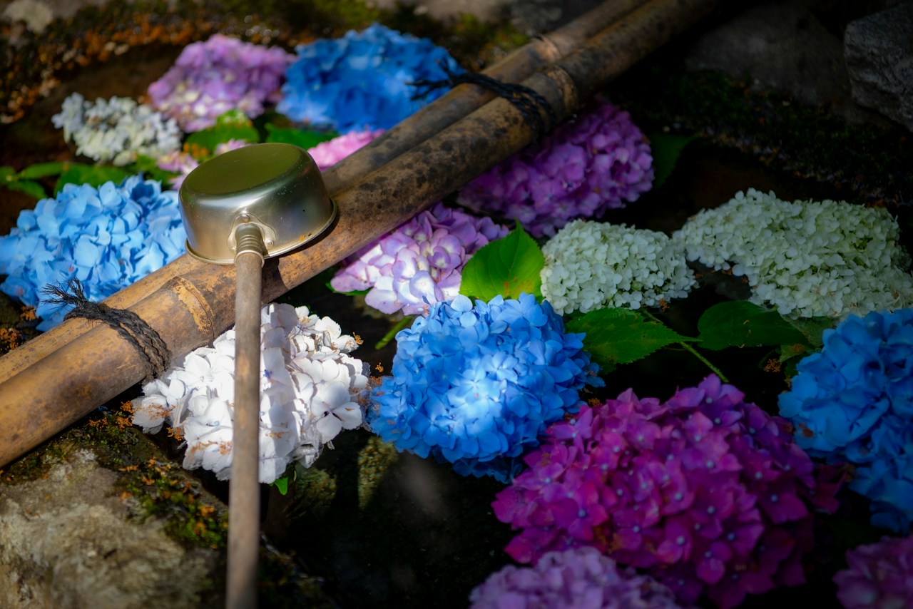 Esplora i Colori delle Ortensie: Significato dei Fiori e Bellissimi Luoghi di Fotografia | Focus #170
