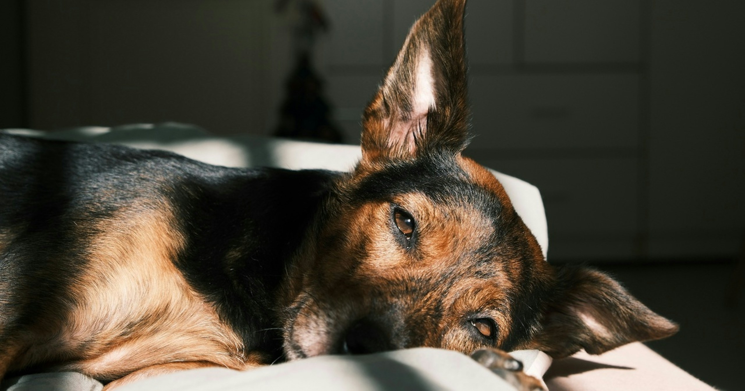 Threads Discovery Project | find new pieces ‘dog’ | Encounter Emerging Talent | Focus #737