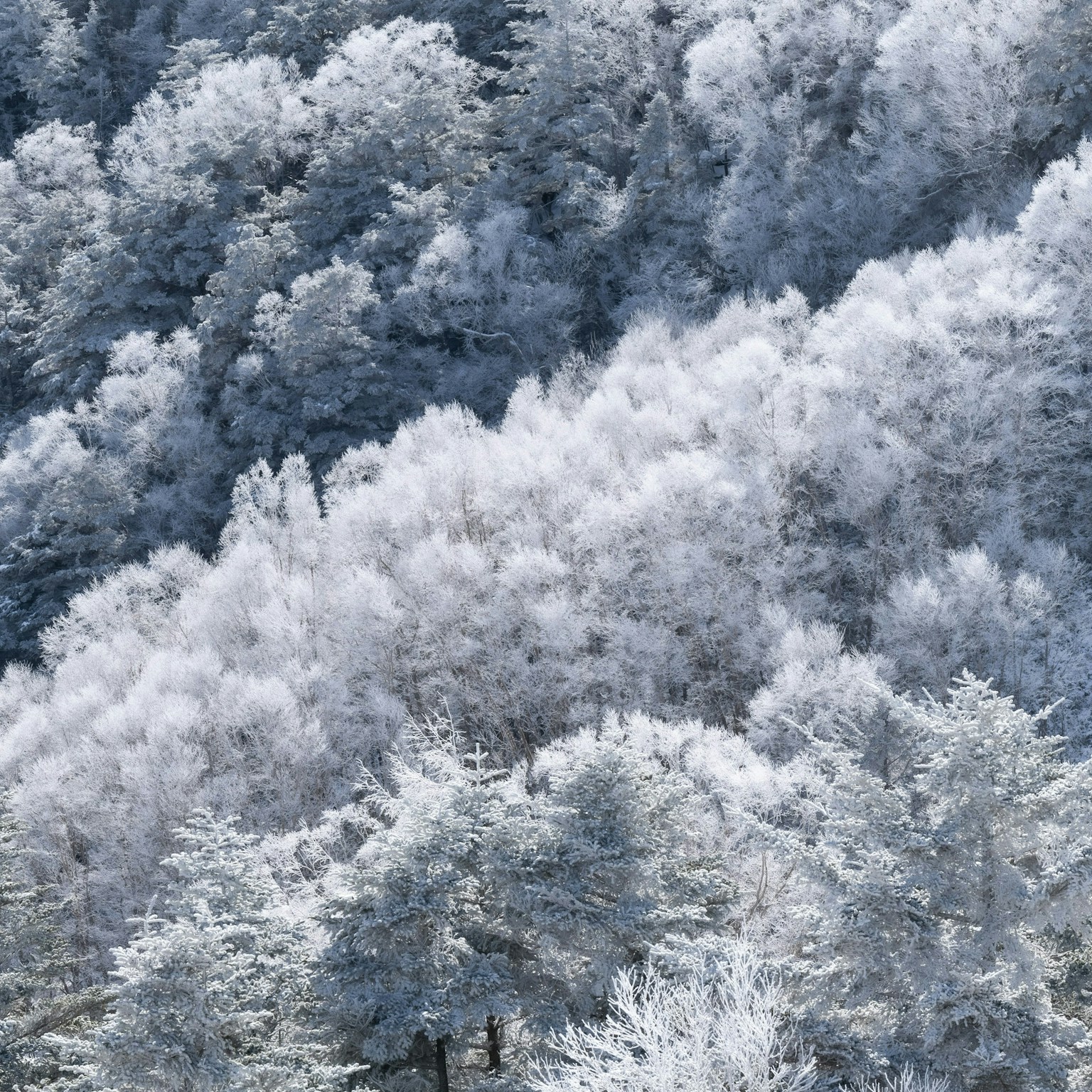 2025-02-white-cover-image