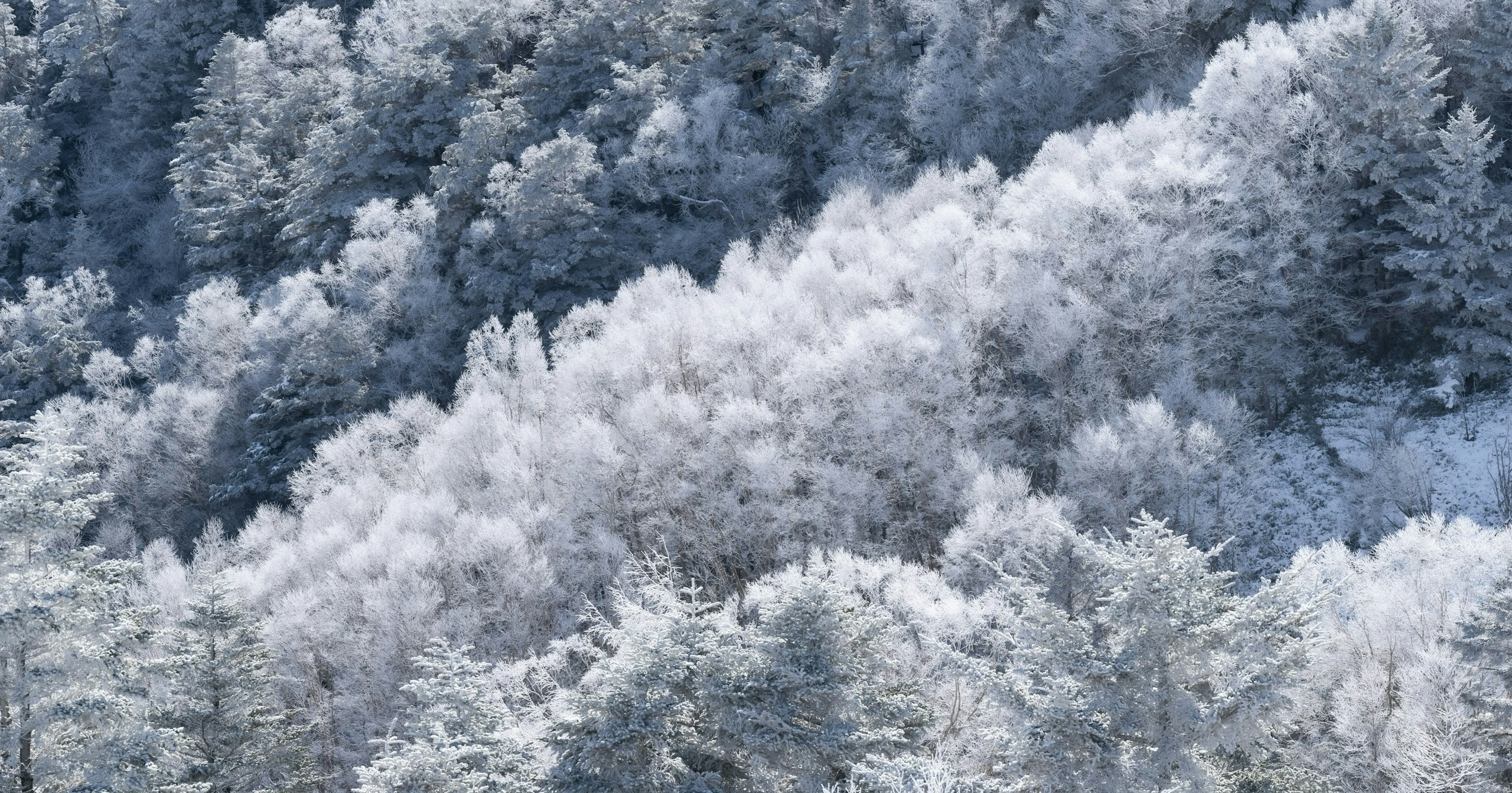 2025-02-white-cover-image