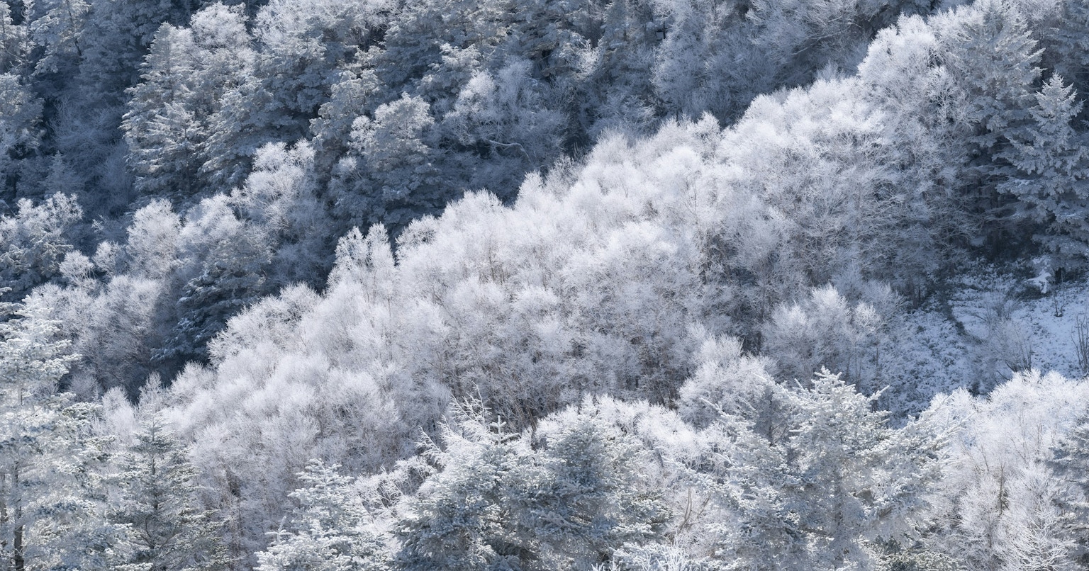 white | Capturing White Subjects in Winter | Focus #409
