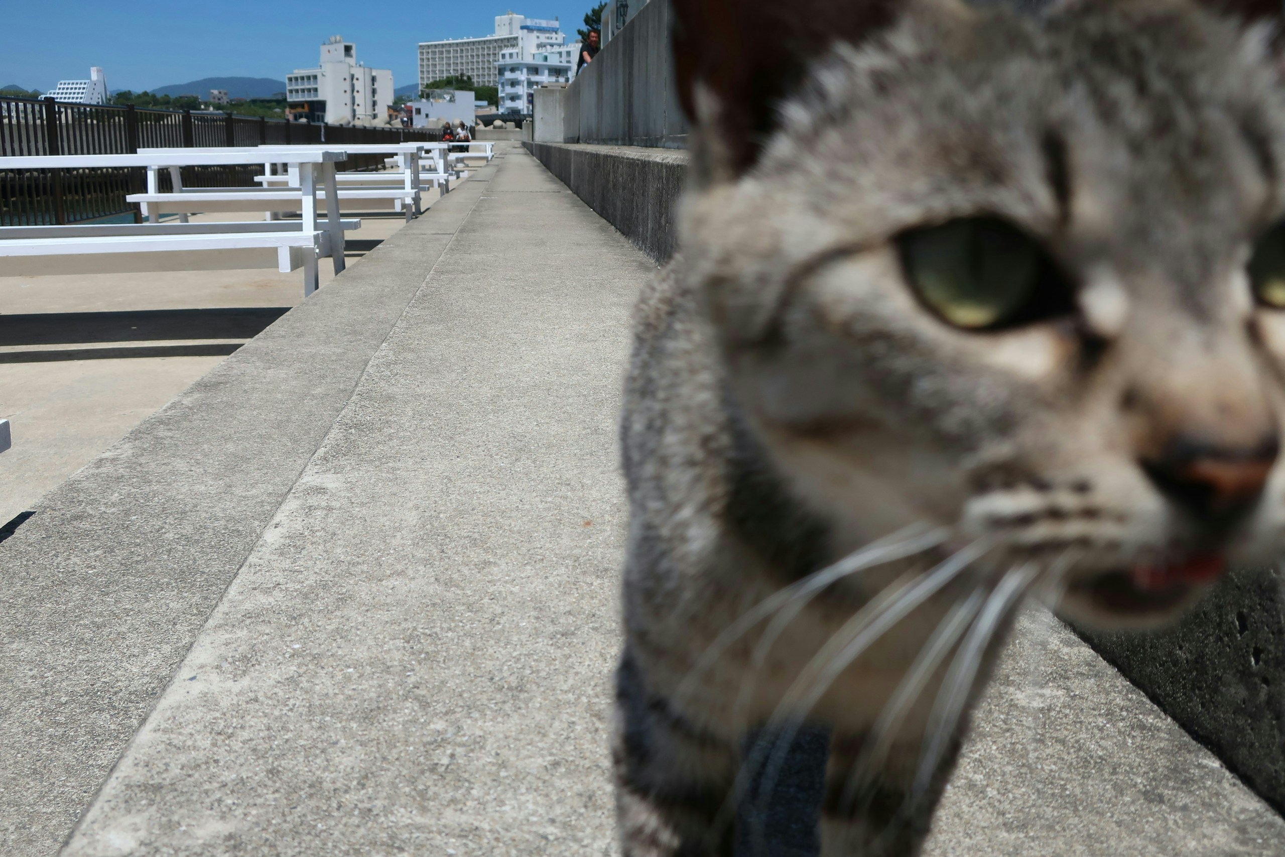 Foto por kyonsiiii