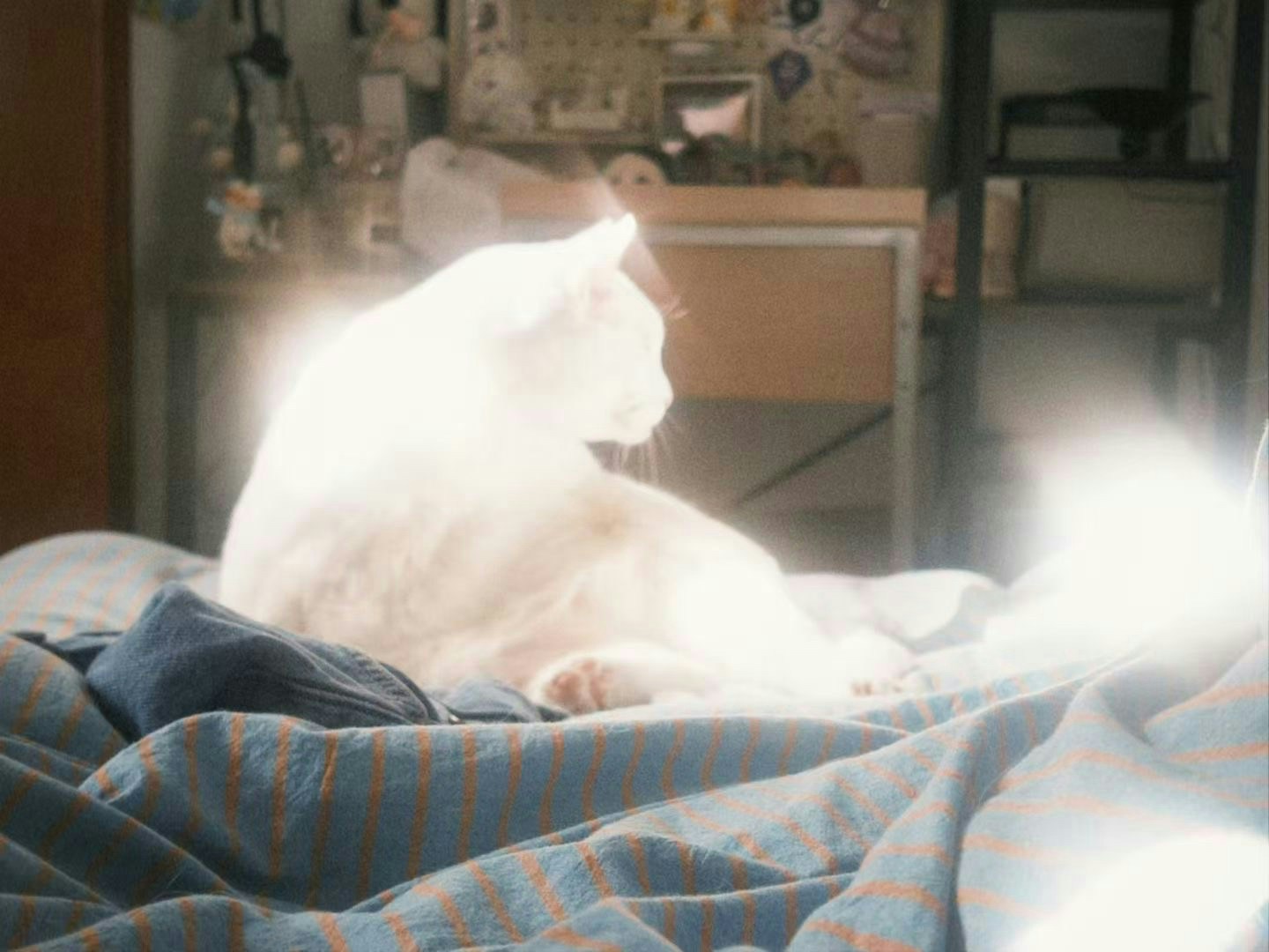 2026-04-find-new-pieces-cat-image-92