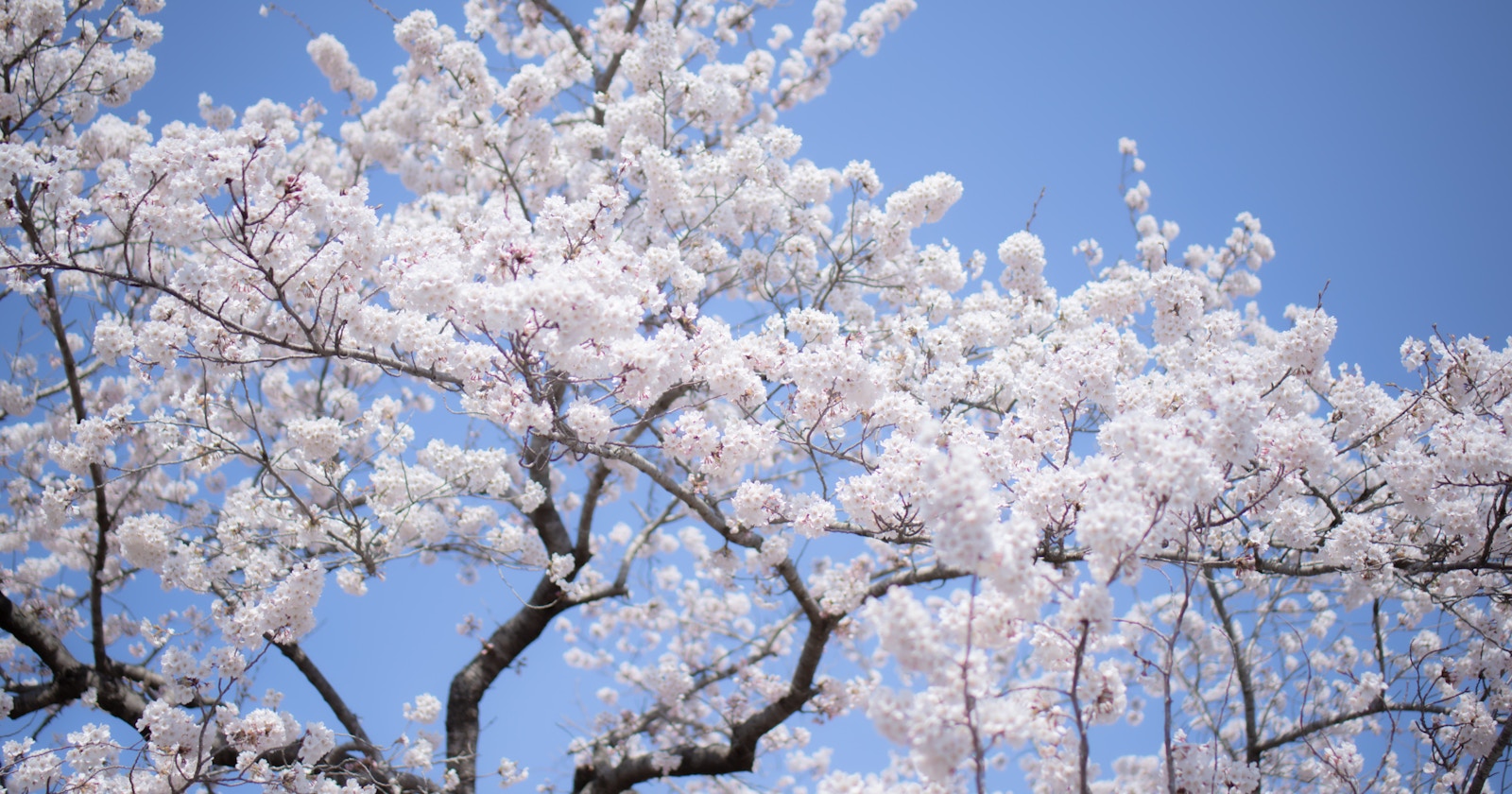 Colors in Spring | Focus #1