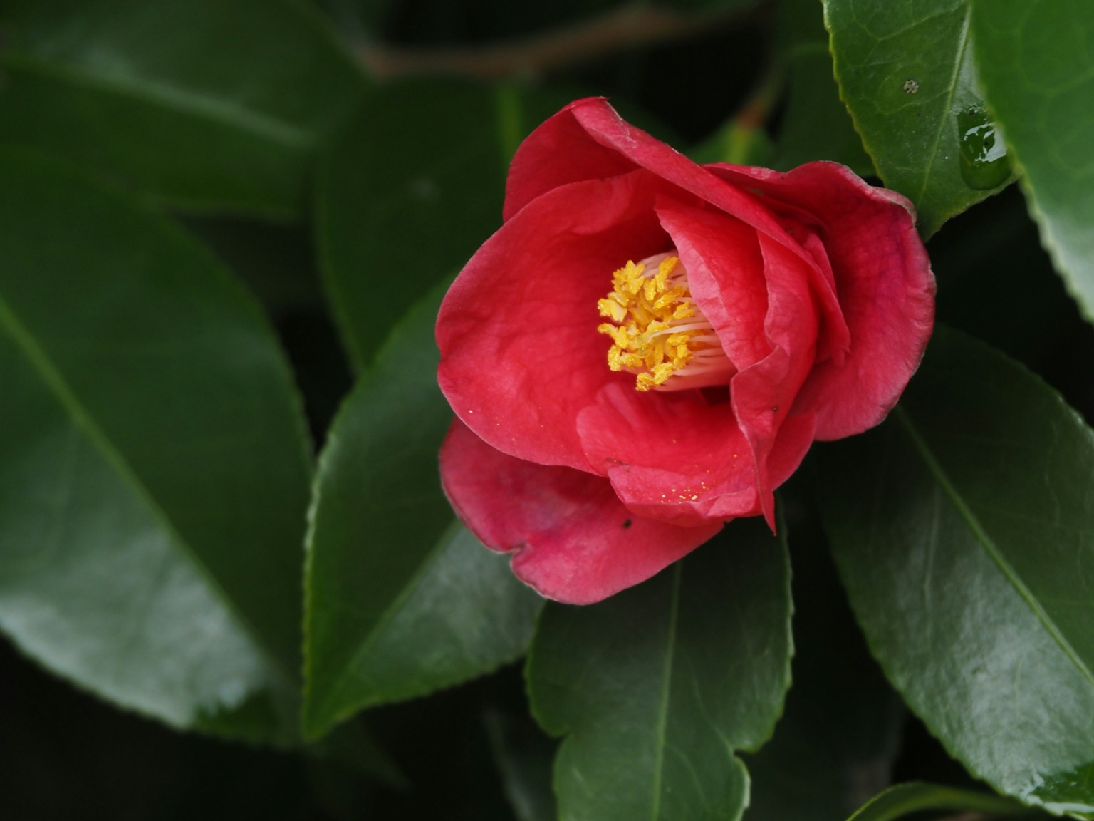 2024-06-sasonal-flower-image-13