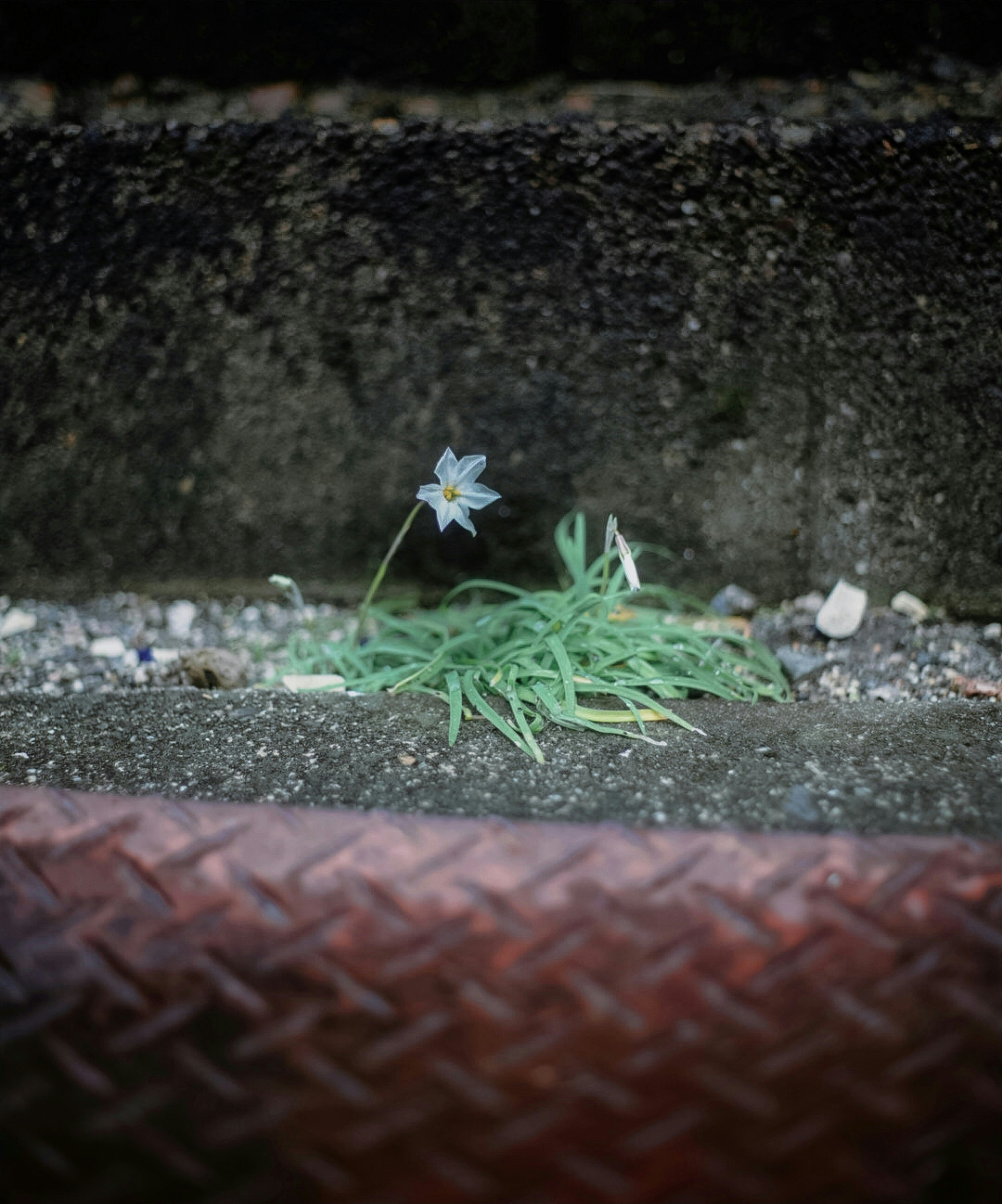 2025-05-something-echoes-image-8