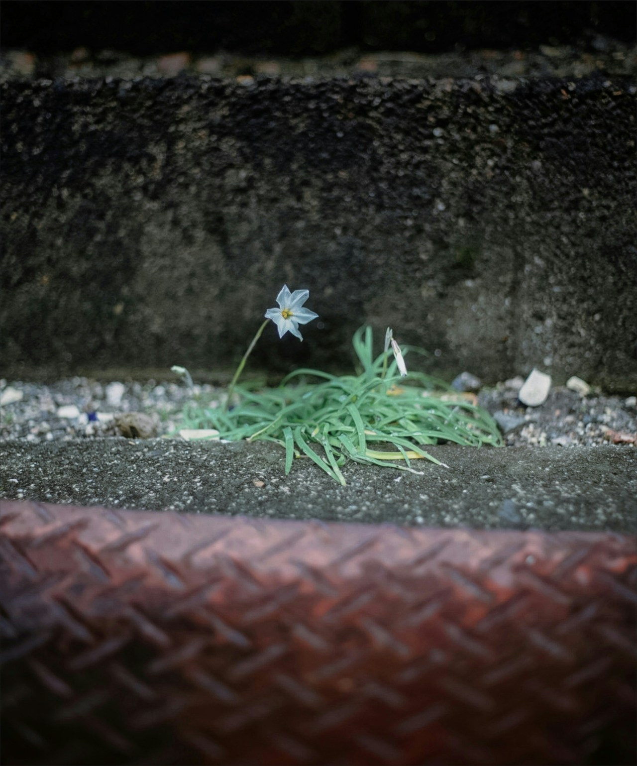 Foto di saciiiko