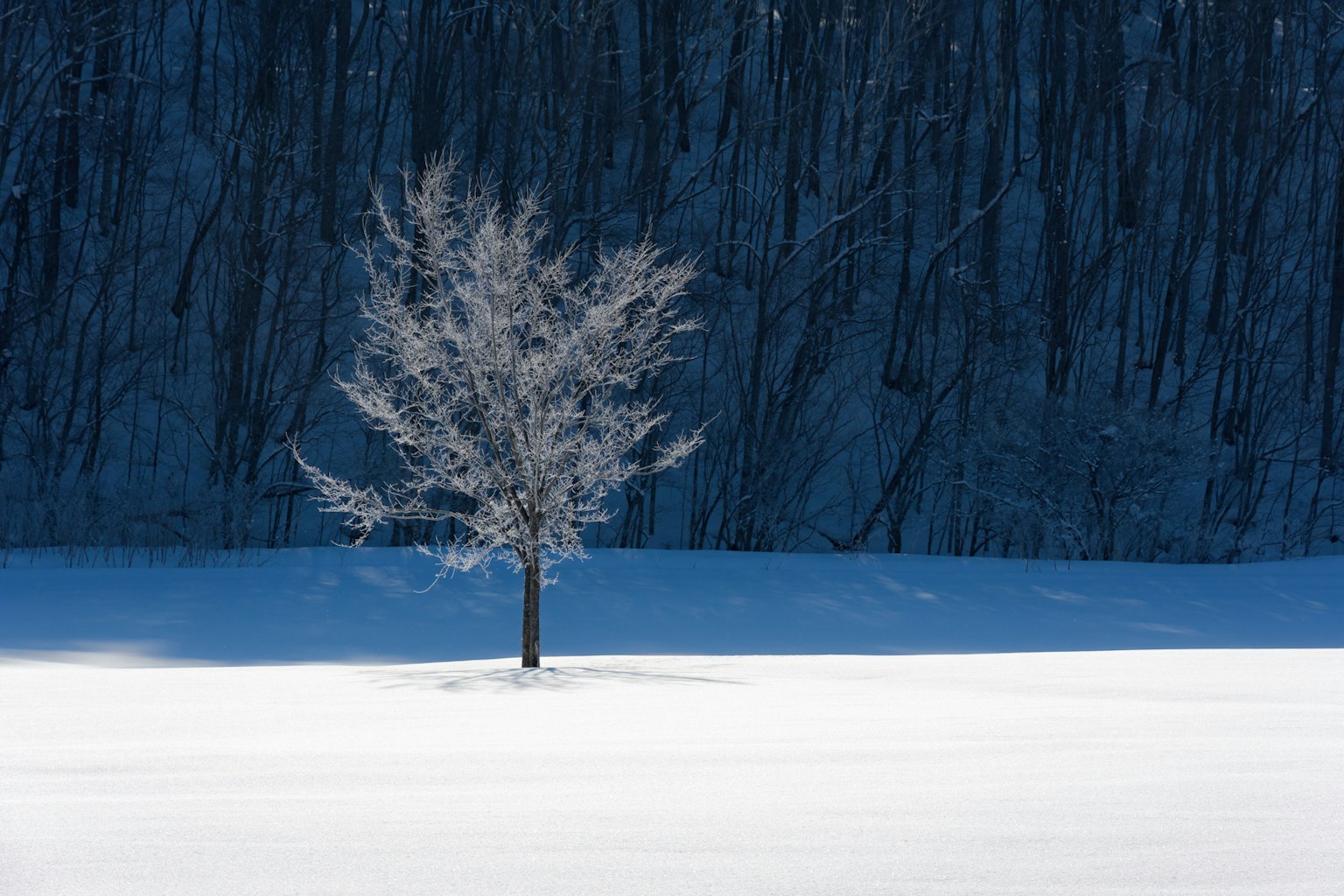 2024-01-natures-whisper-image-6