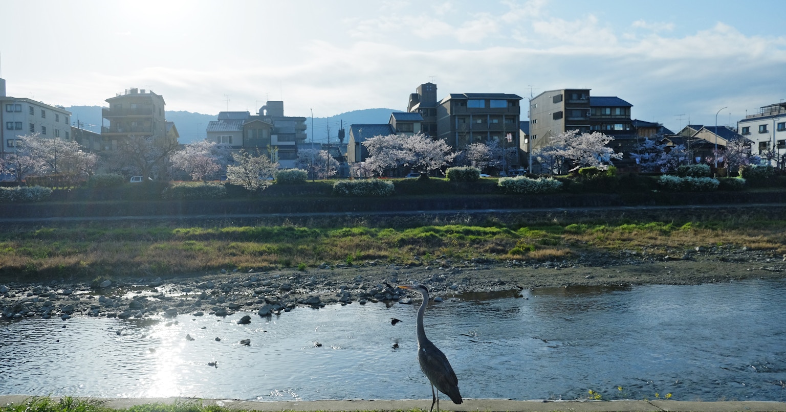 Come Amare l'Estate a Kyoto | Focus #204