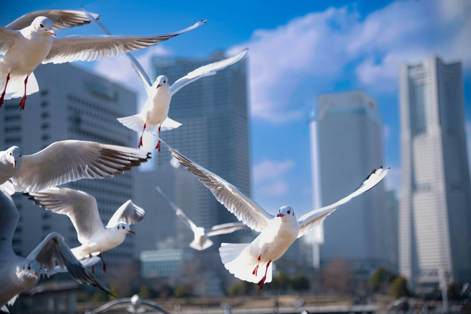 2024-08-symbol-bird-image-9