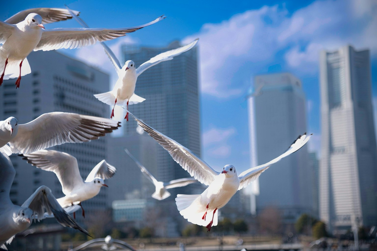 2024-08-symbol-bird-image-9