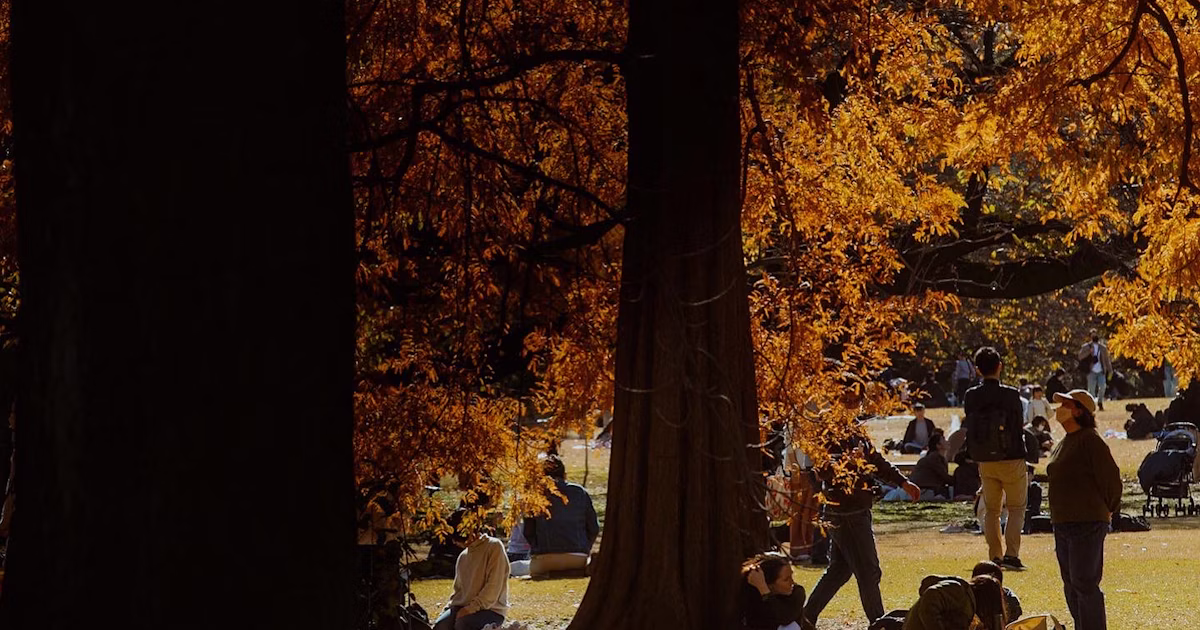 #autumn | 在相册中夹上一枚落叶书签 | Focus #10