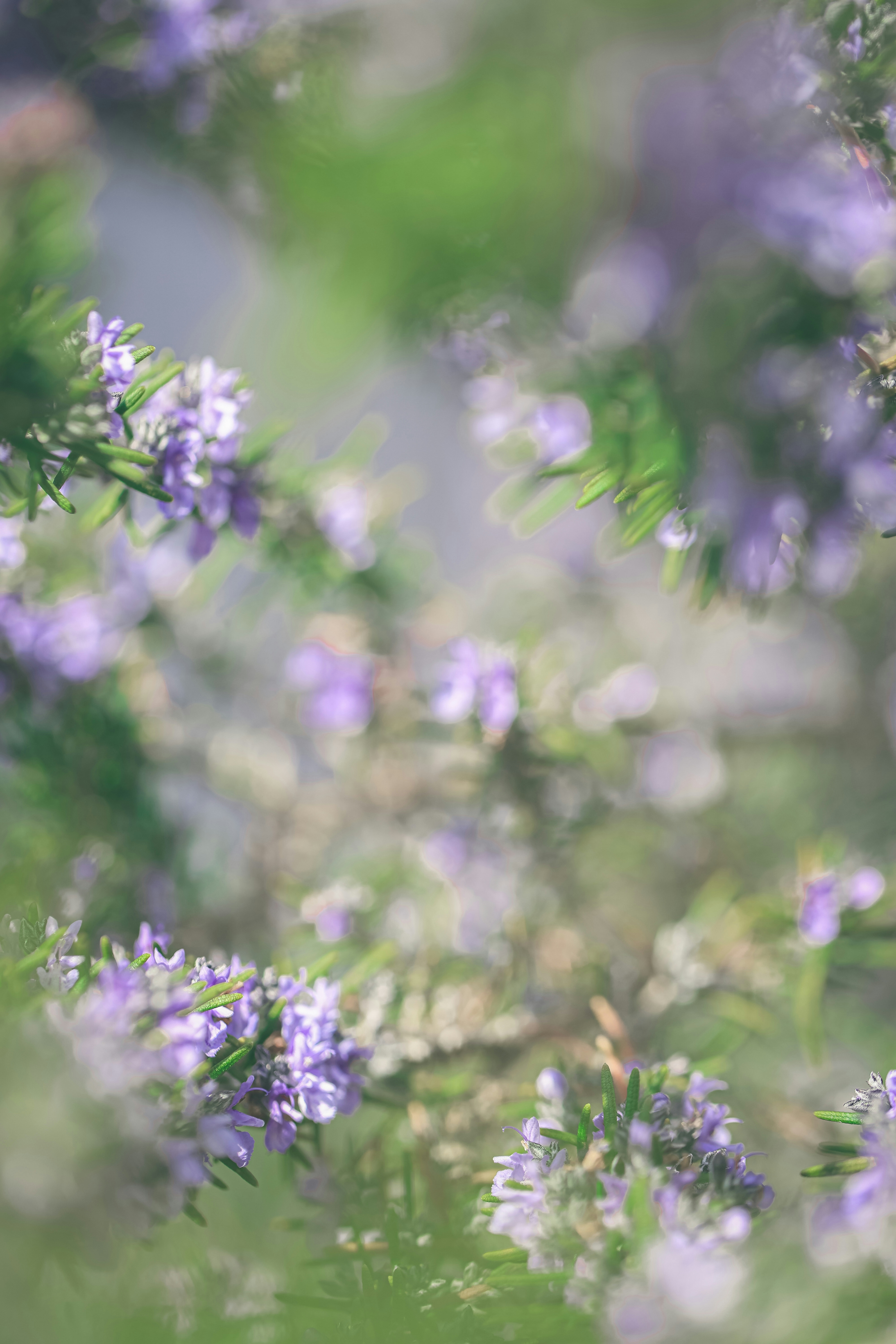 2026-04-find-new-pieces-flower-image-10