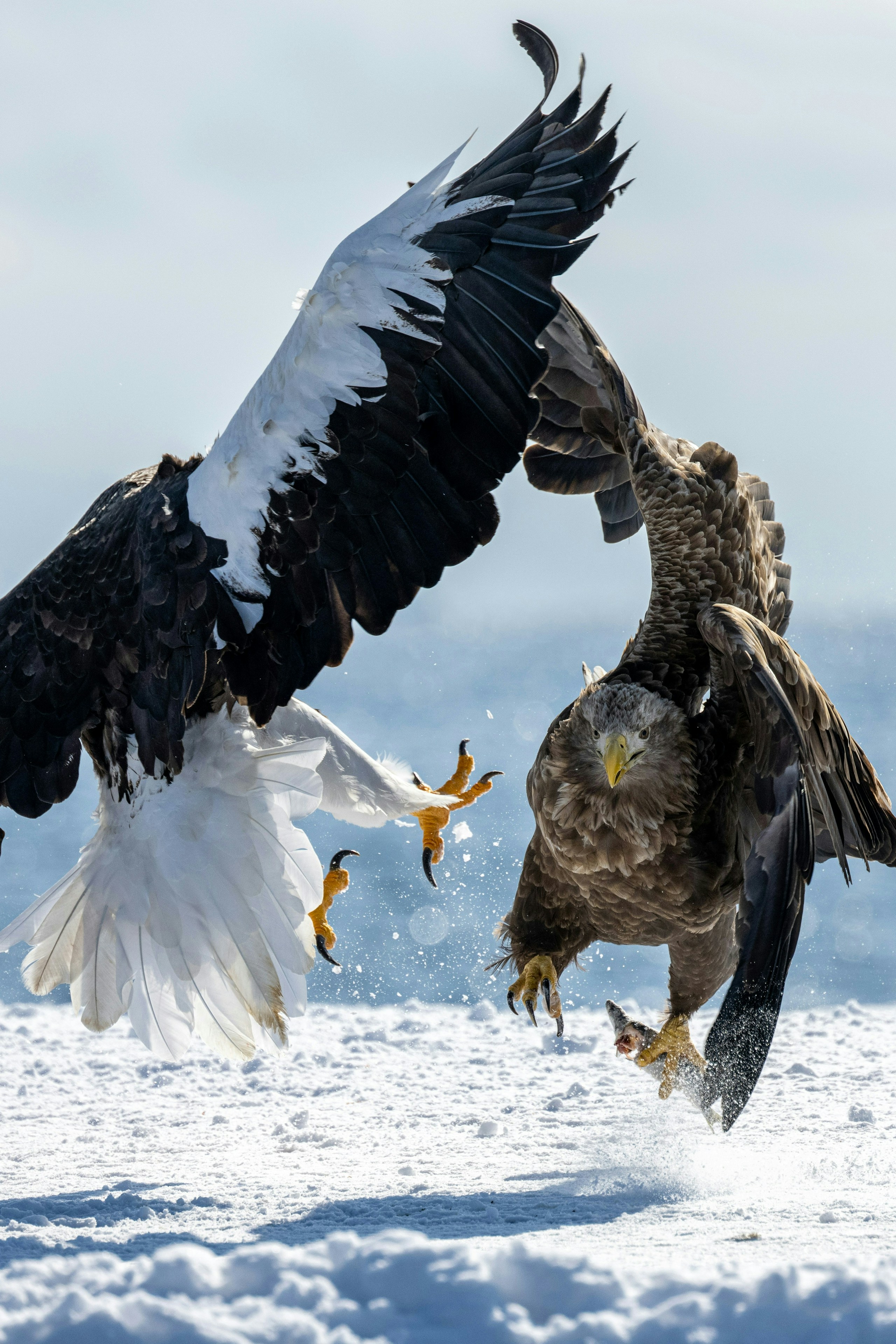 2026-03-zoom-in-image-8