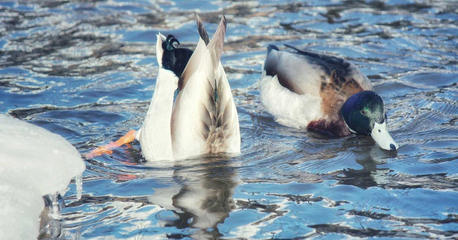 2025-02-spring-awakening-cover-image