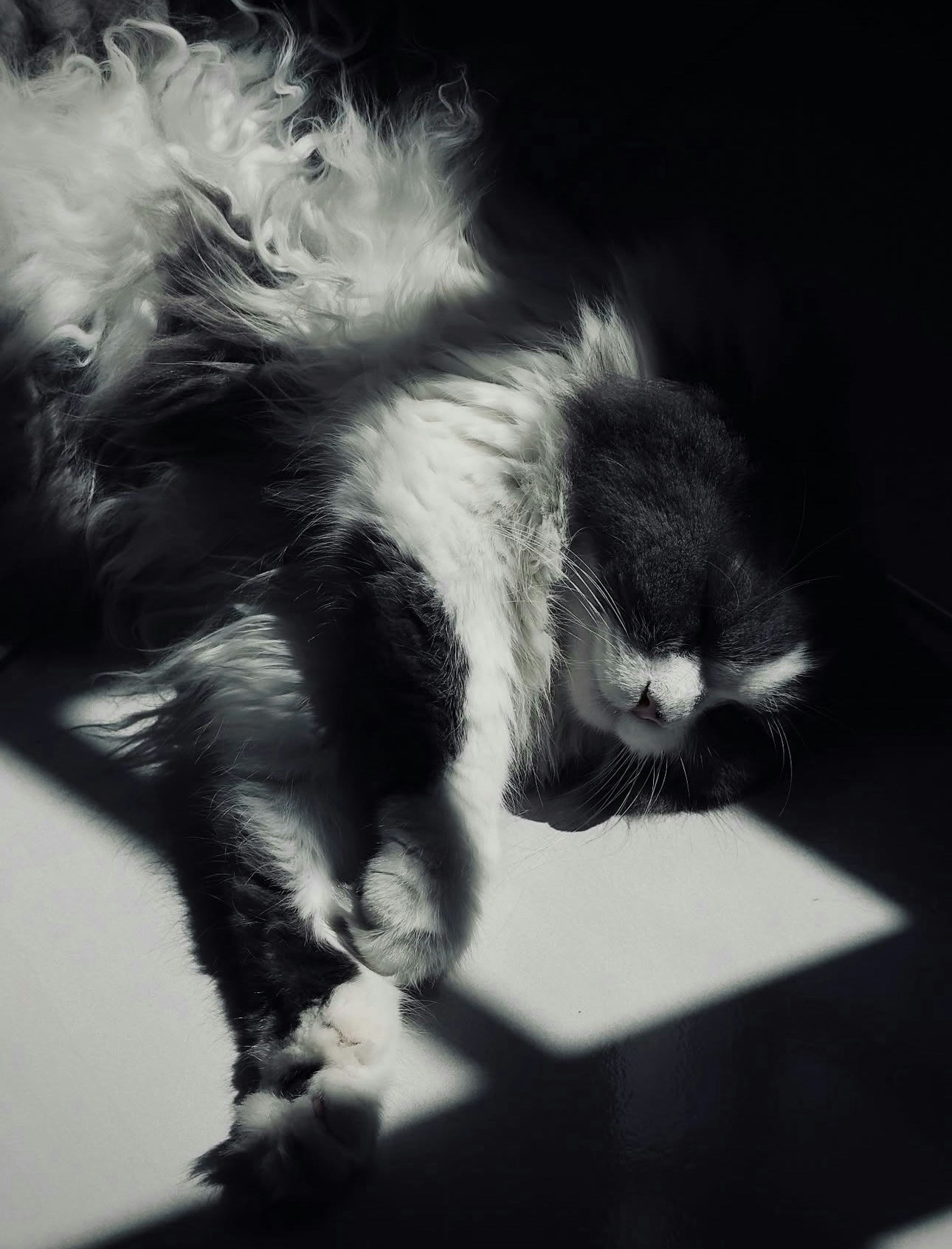 2026-04-find-new-pieces-cat-image-34