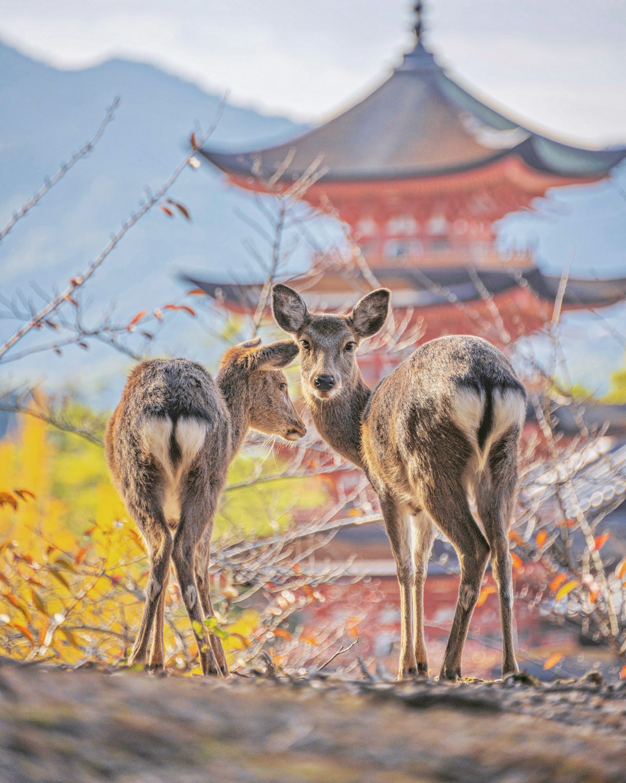 Image by sukko