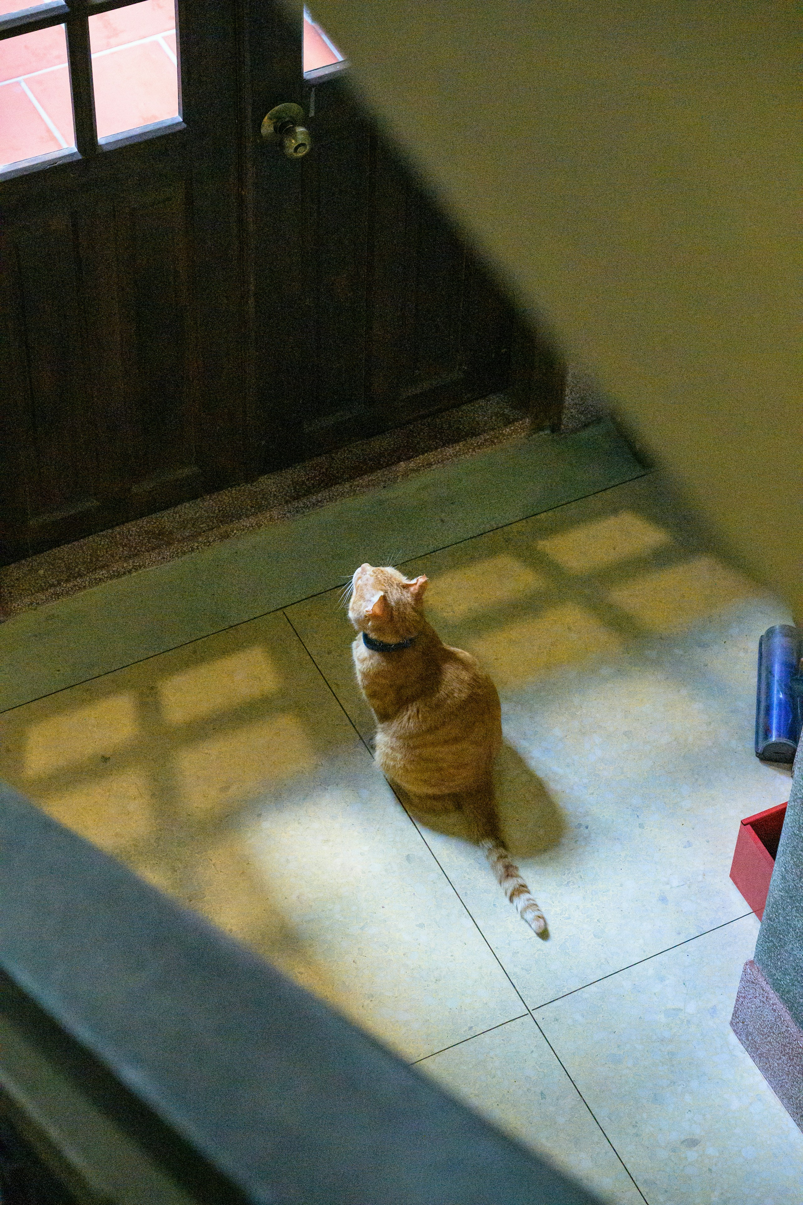 2026-04-find-new-pieces-cat-image-16