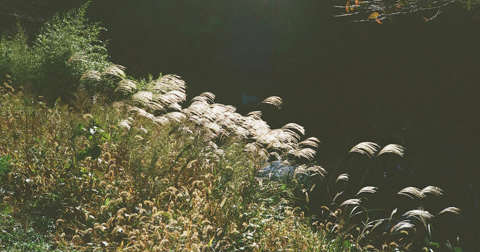 2025-11-kodak-compact-camera-revival-cover-image