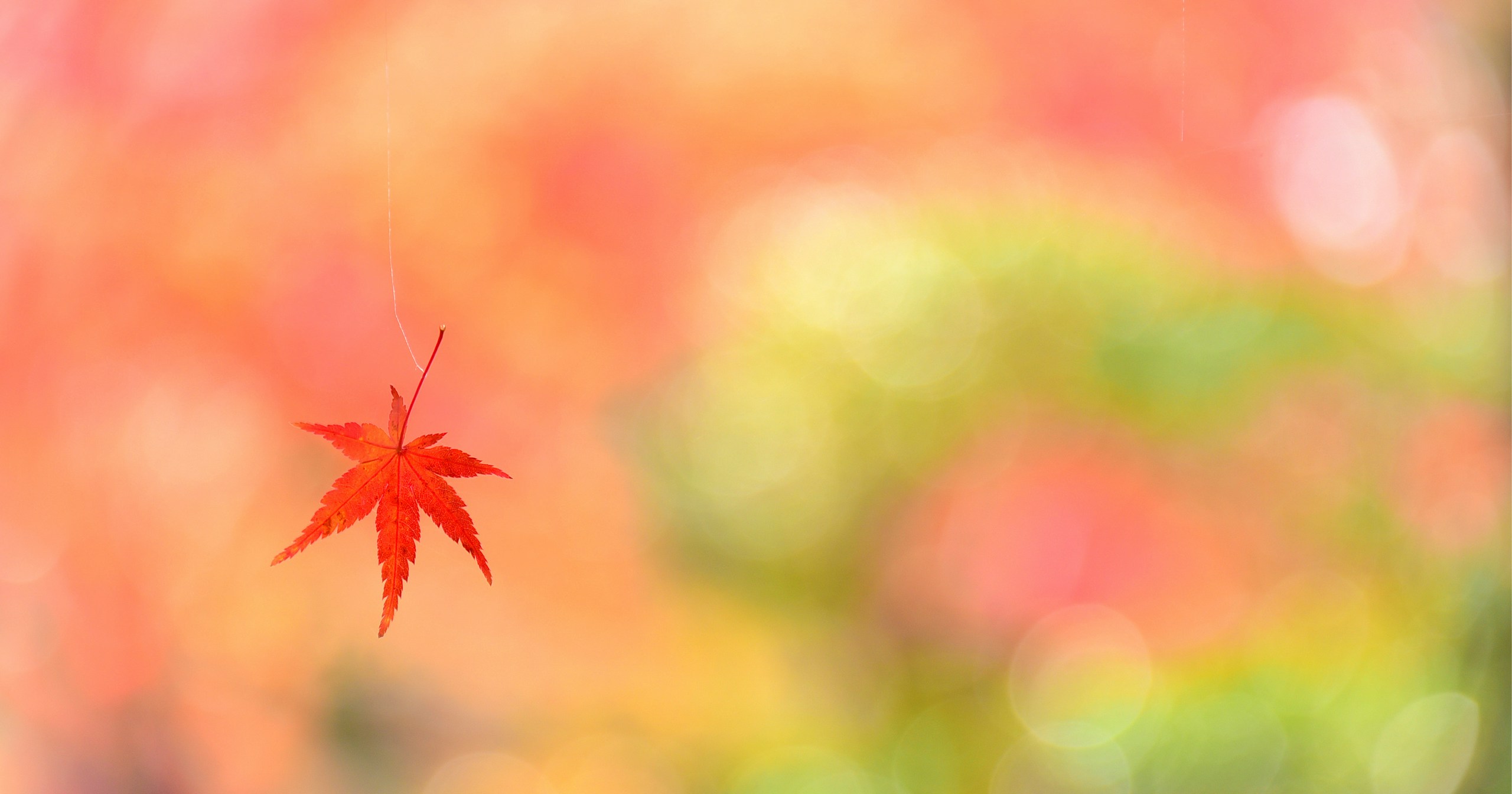 Persiguiendo los paisajes otoñales: 7 sujetos fotográficos recomendados para noviembre | Release #374