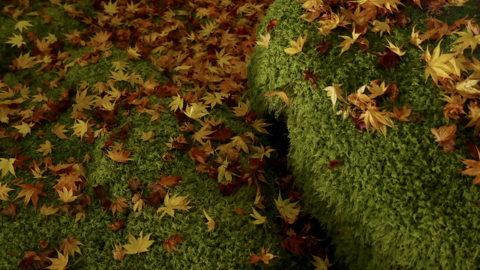 2023-09-autumn-image-9