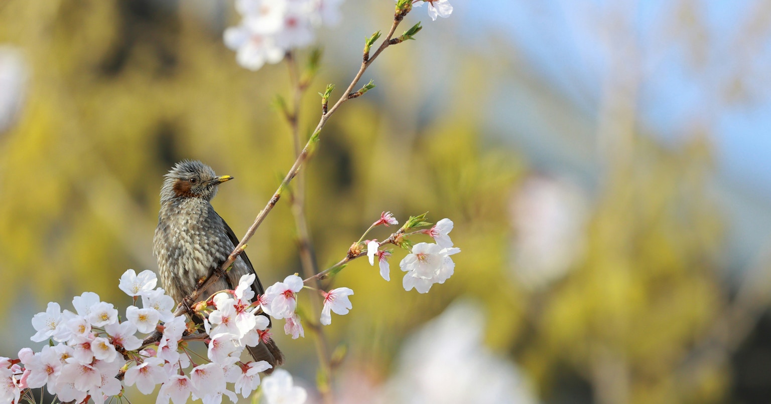 2024-09-beginner-bird-photography-guide-cover-image