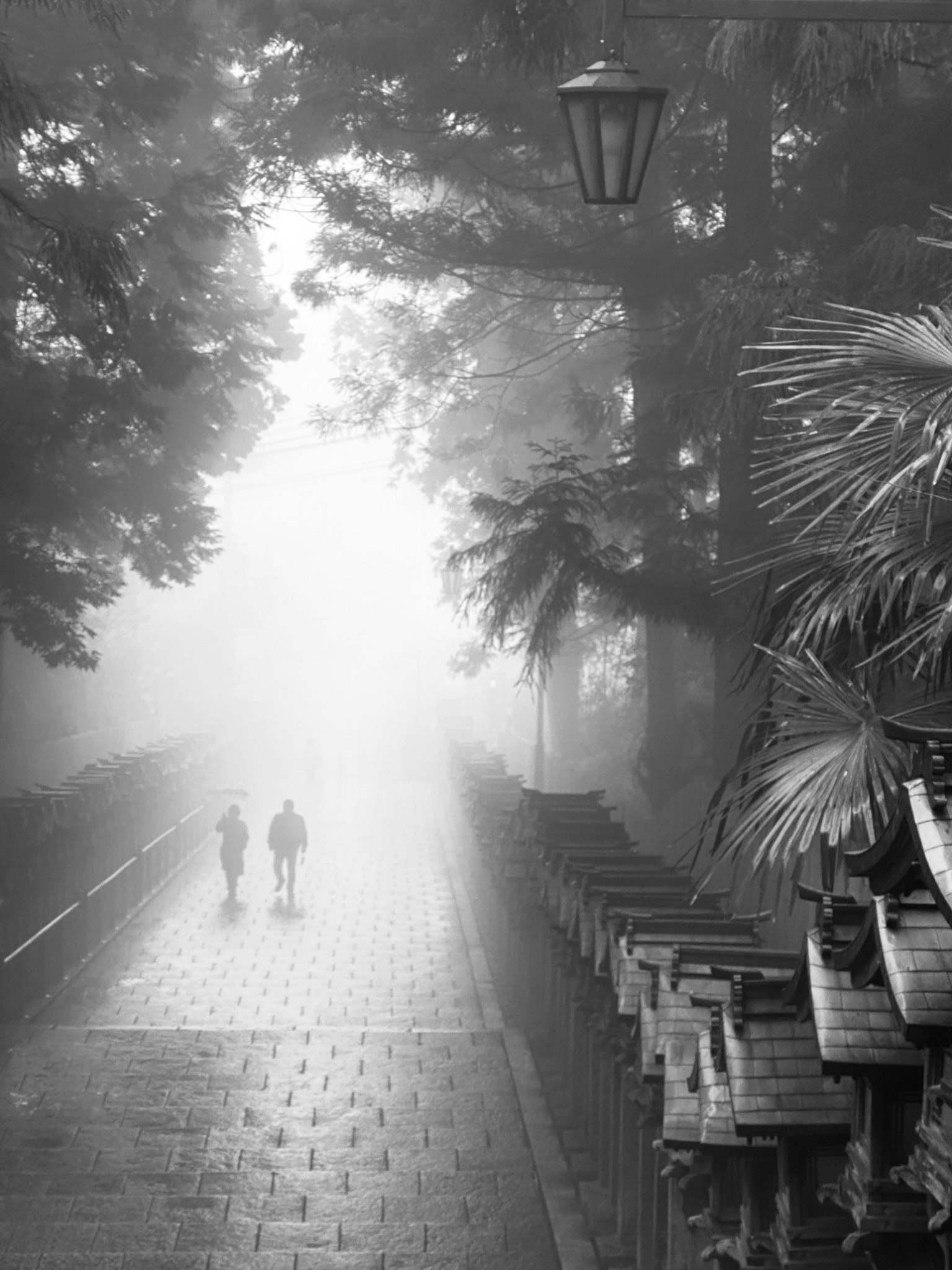 2025-02-fog-photography-image-12