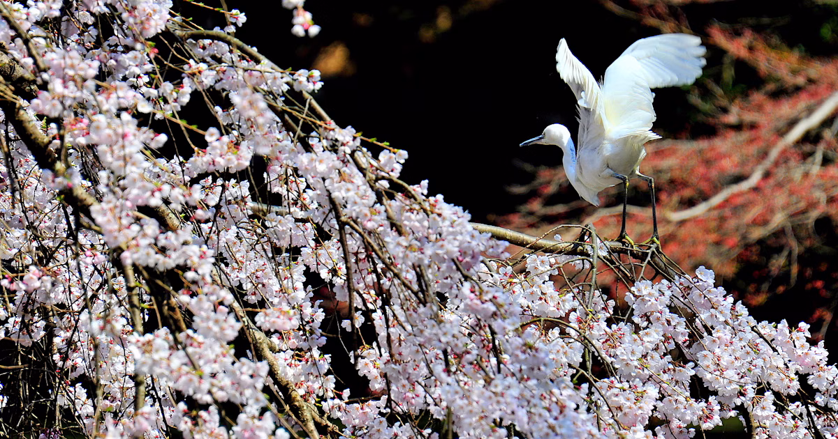 Viaggio fotografico attraverso i "Fiori e Alberi Prefetturali" del Giappone | Focus #296