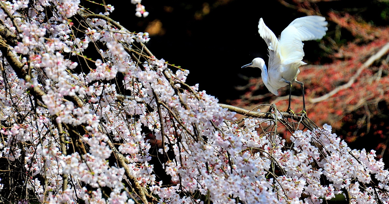 四季を彩る全国の「県花」や「県木」を撮る旅へ | Focus #296