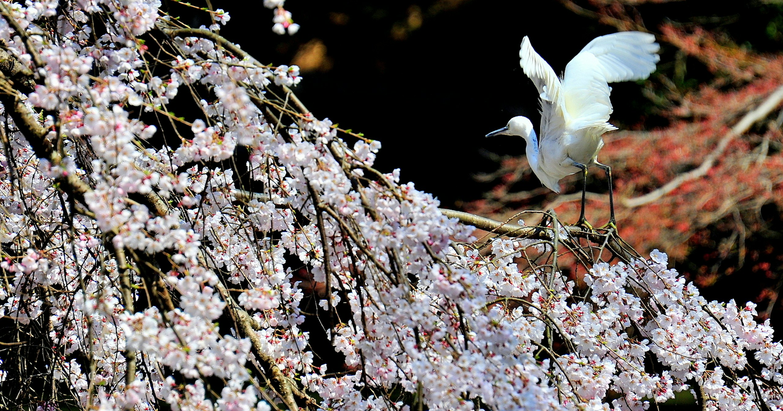 四季を彩る全国の「県花」や「県木」を撮る旅へ | Focus #296