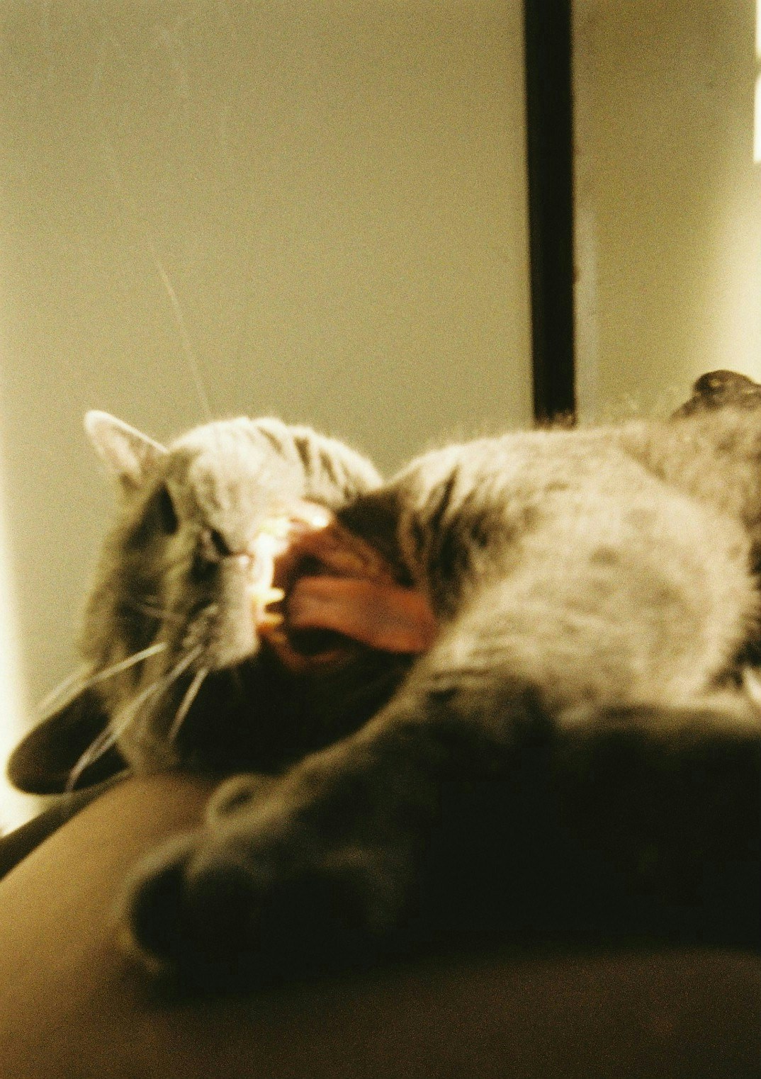 2026-04-find-new-pieces-cat-image-98