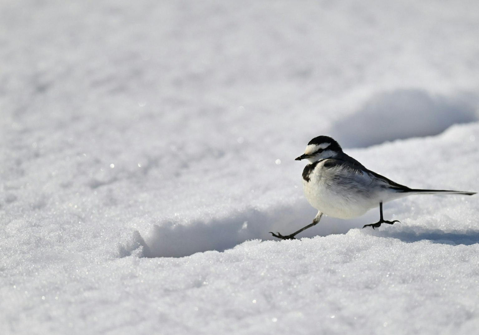 2025-02-white-image-4