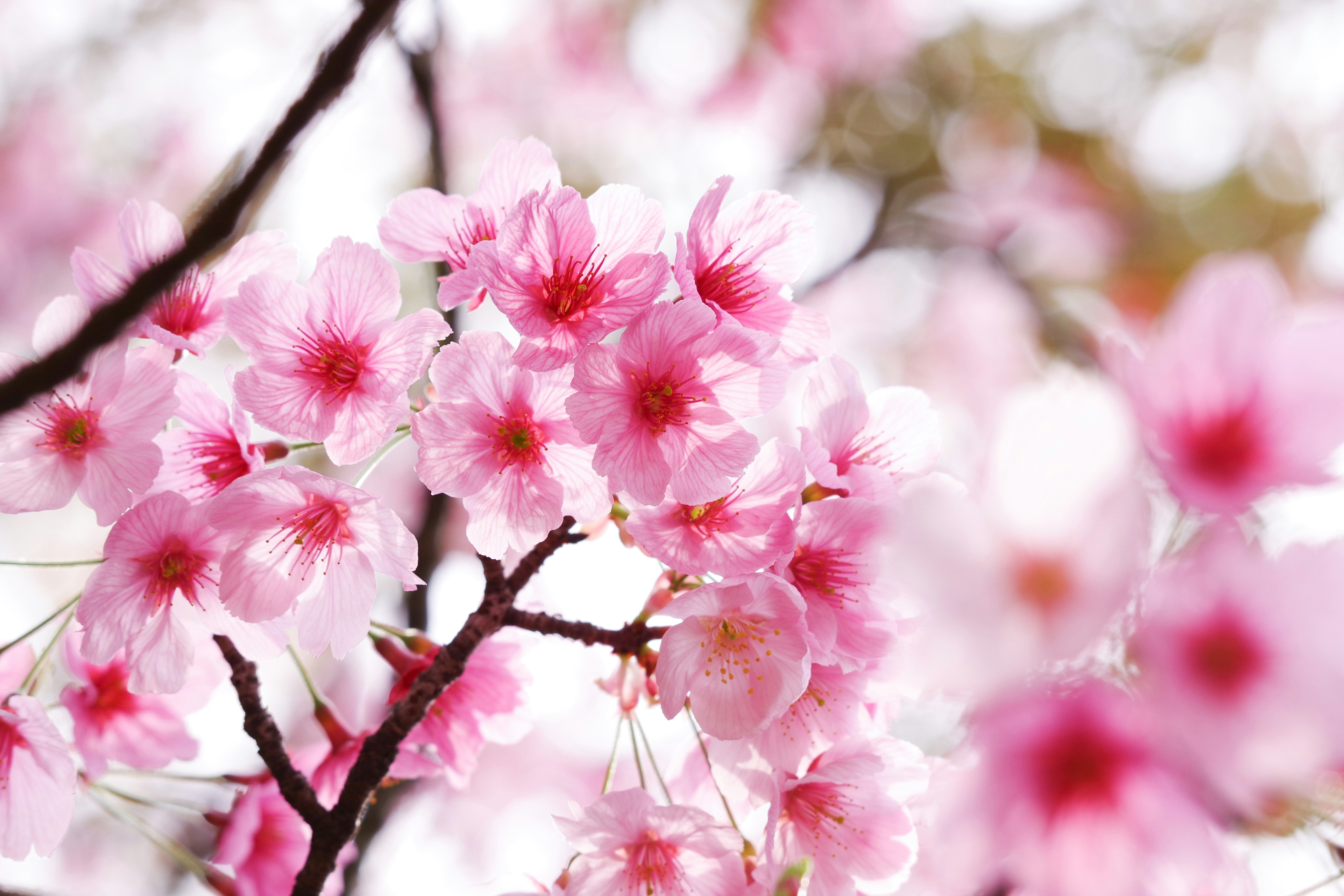 2026-04-bloom-cover-image