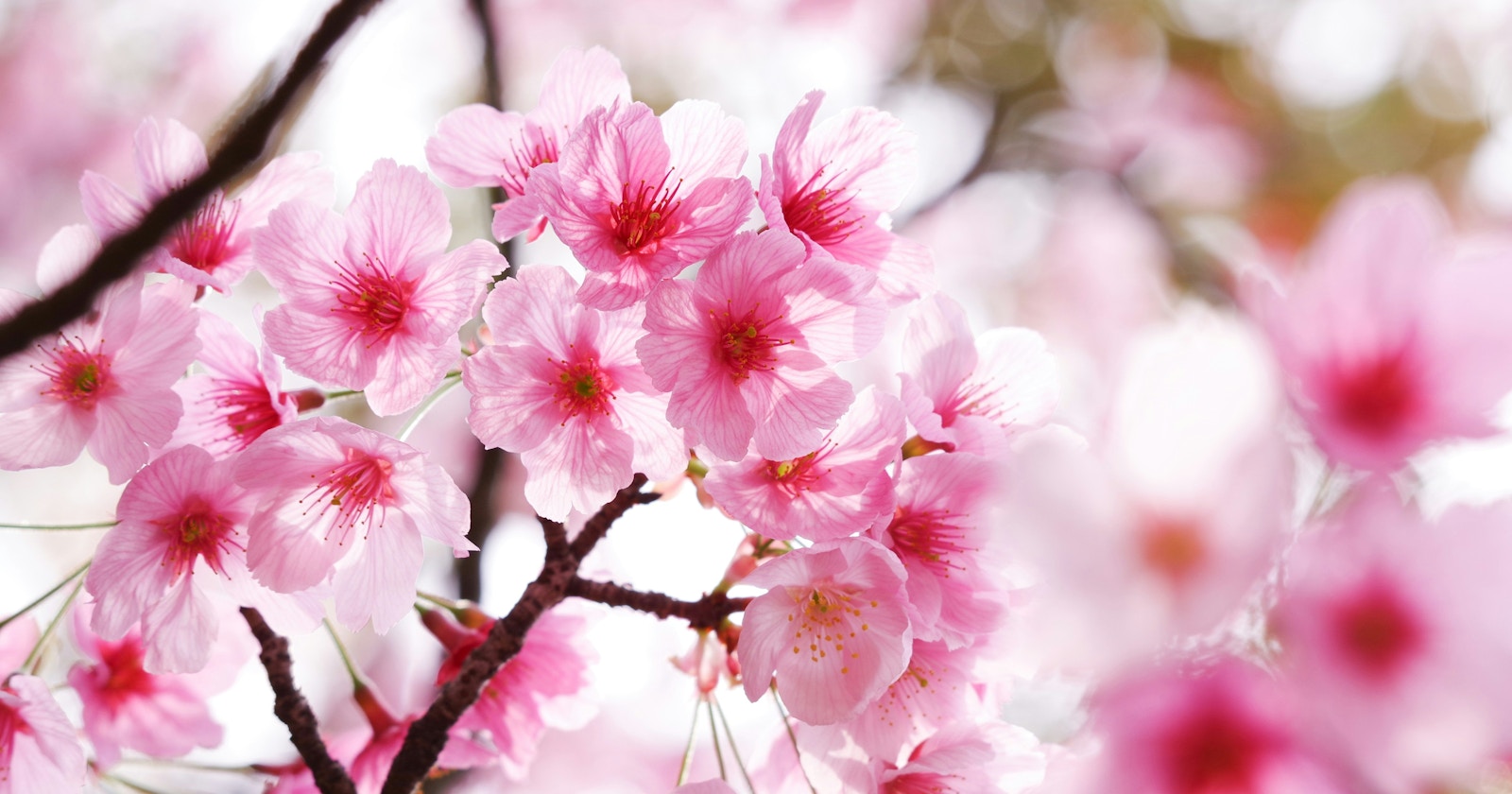 #bloom | Fotografiere Blumen im Frühling | Focus #640