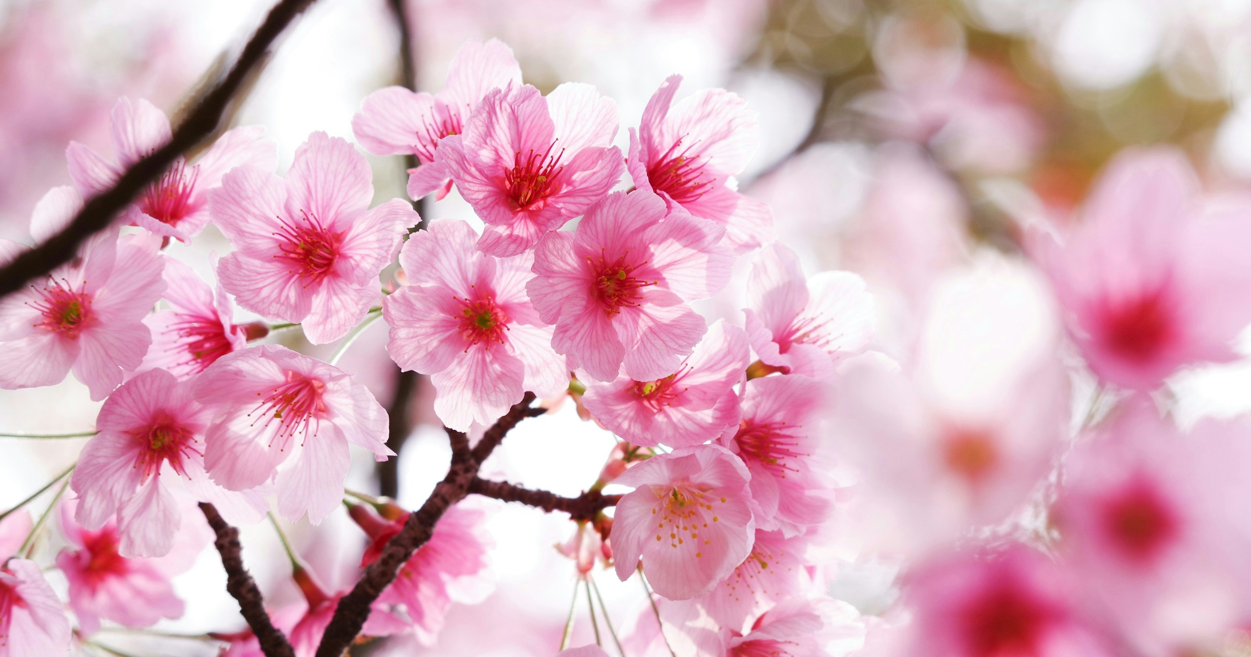 #bloom | Fotografiere Blumen im Frühling | Focus #640