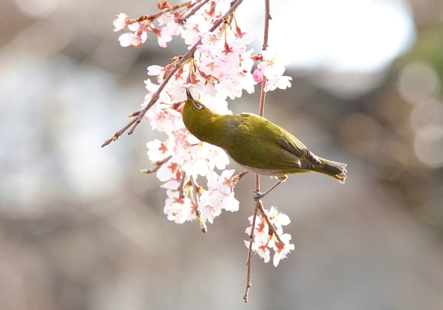 2024-04-spring-melody-award-image-8