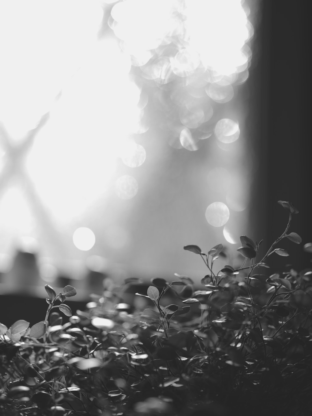 2026-01-sparkling-photography-image-8