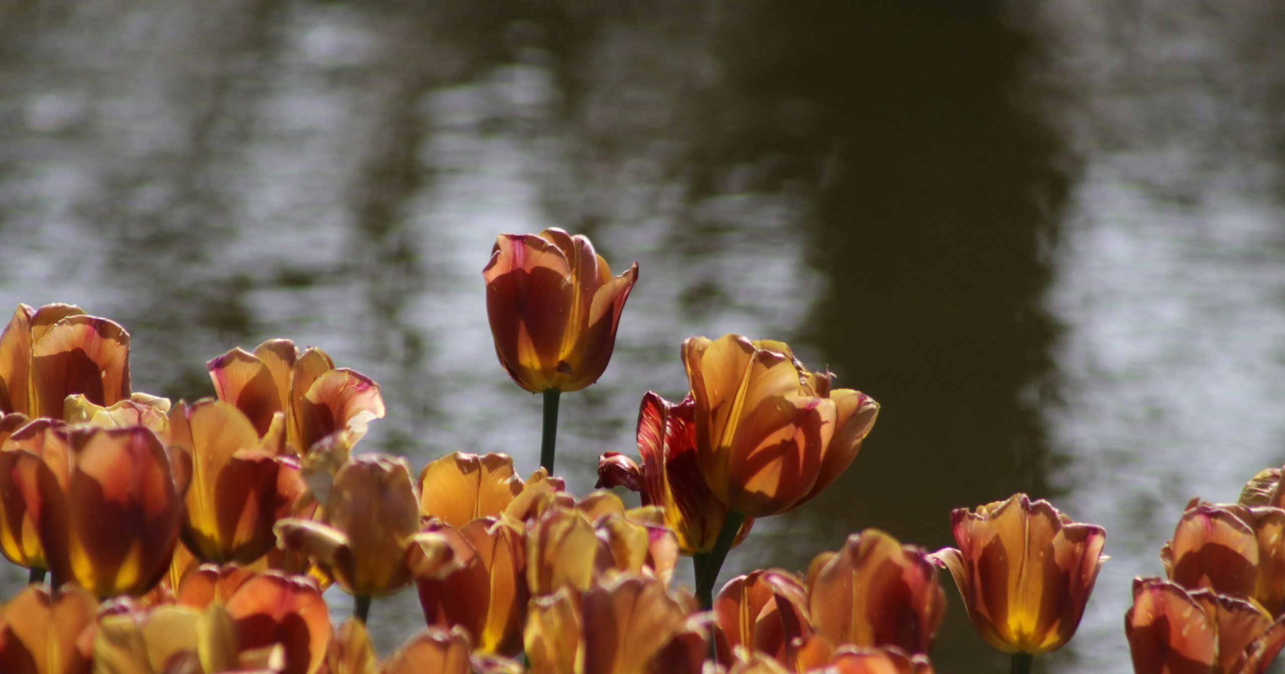 Instagram und Threads führen HDR-Fotos ein für noch schärfere Bilder | Release #115