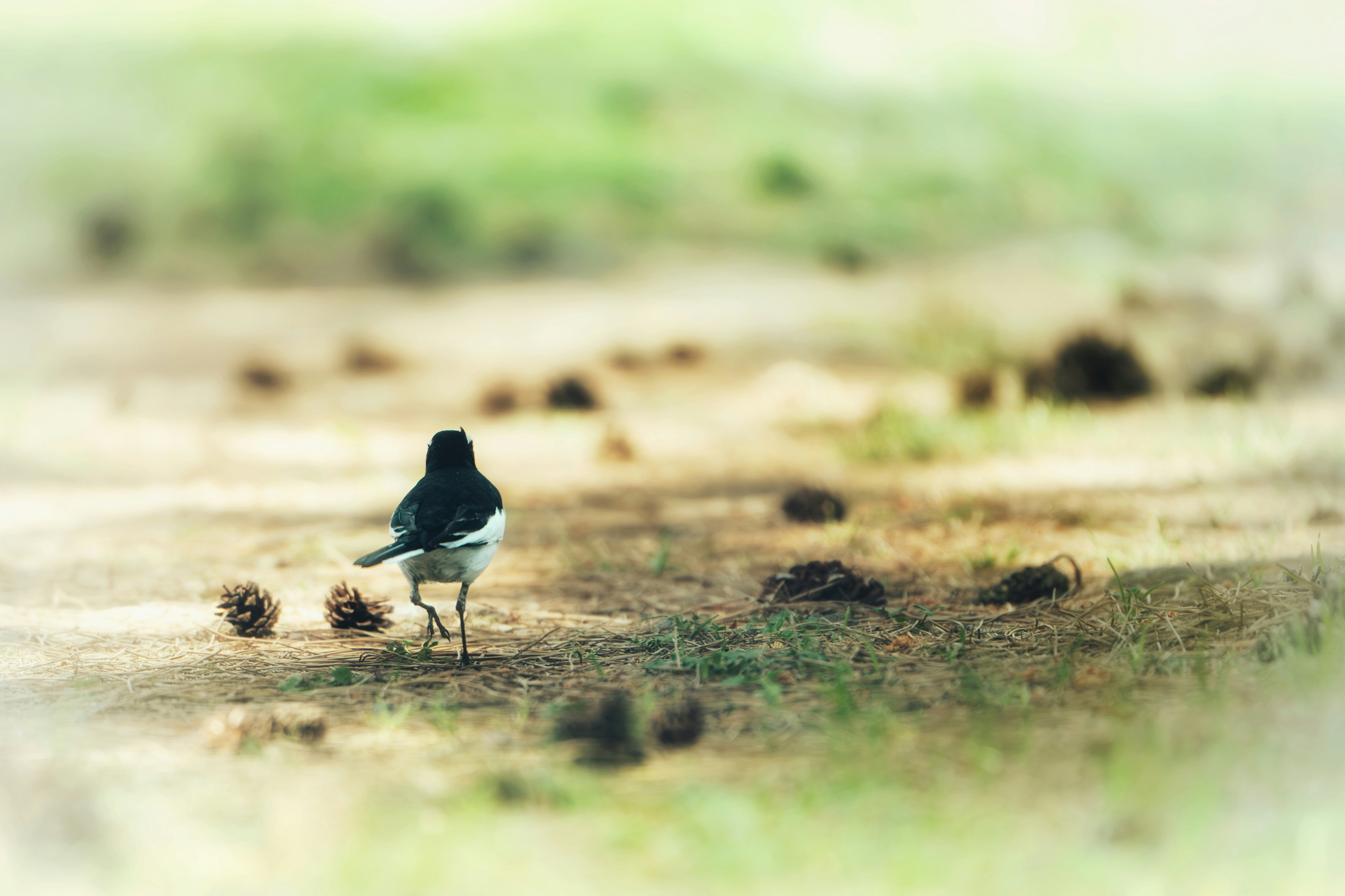 2025-11-light-focused-wildlife-image-9