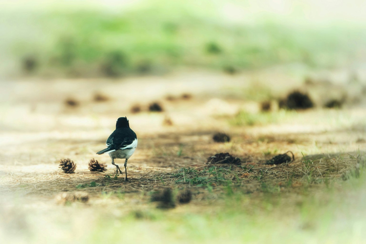 2025-11-light-focused-wildlife-image-9