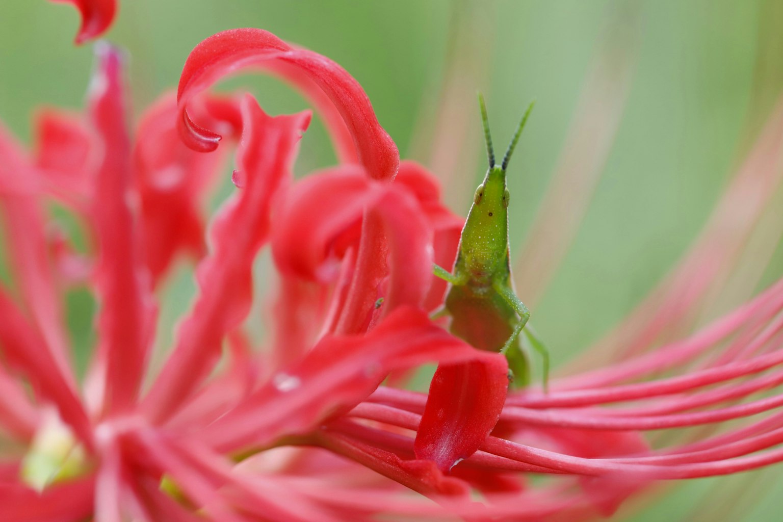 2025-12-parks-vibes-award-image-6