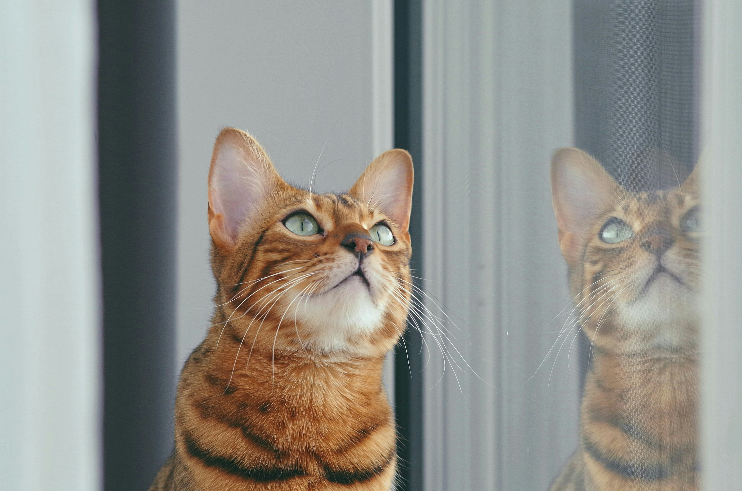 2026-04-find-new-pieces-cat-image-24