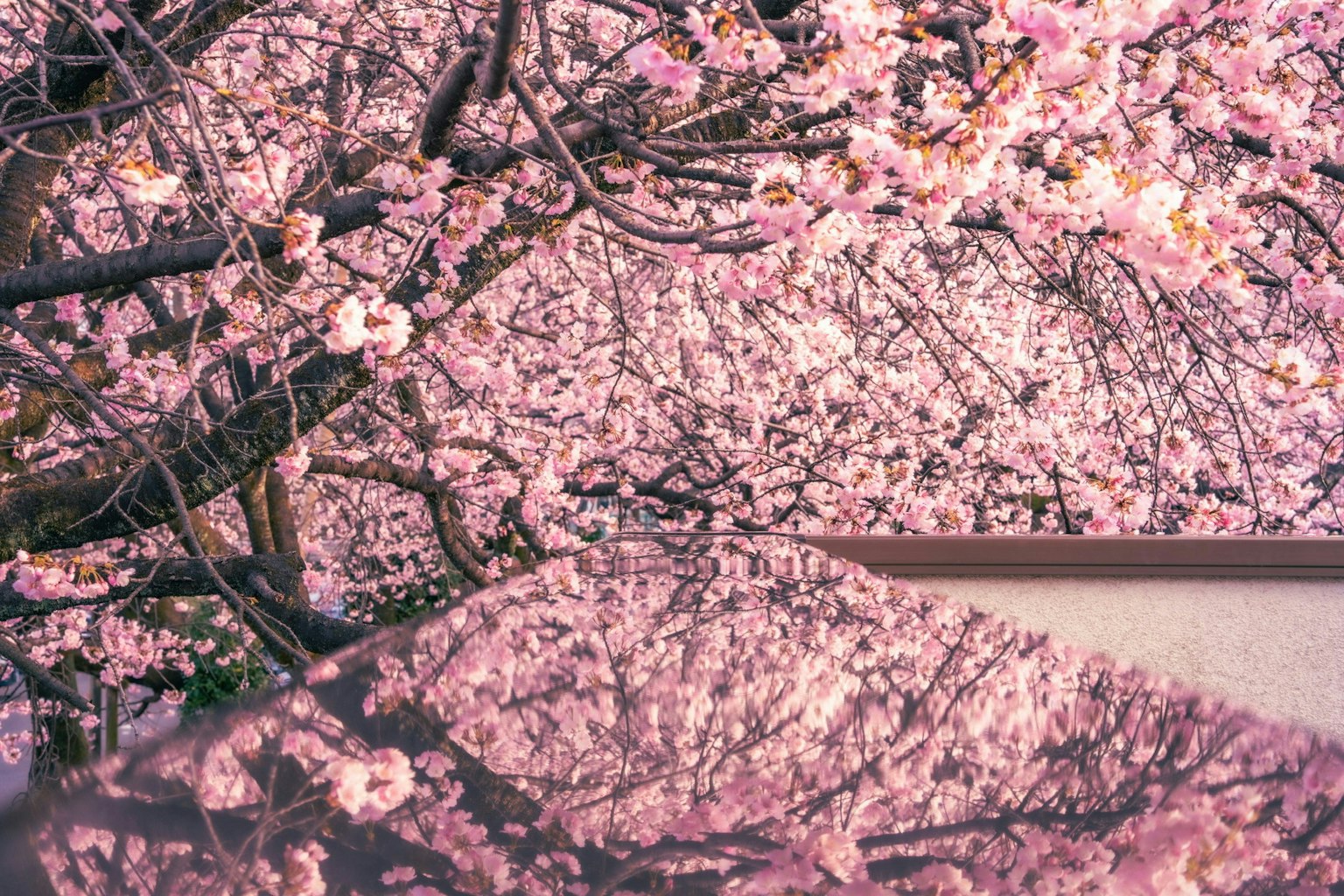 2025-03-spring-swing-image-4