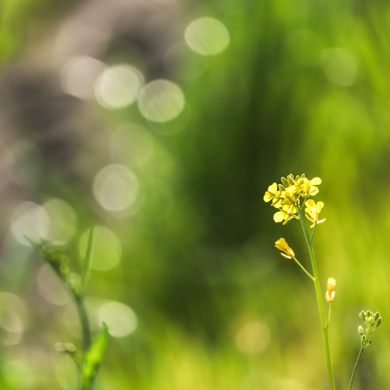 2024-05-eos-r6-mark-3-expection-image-5