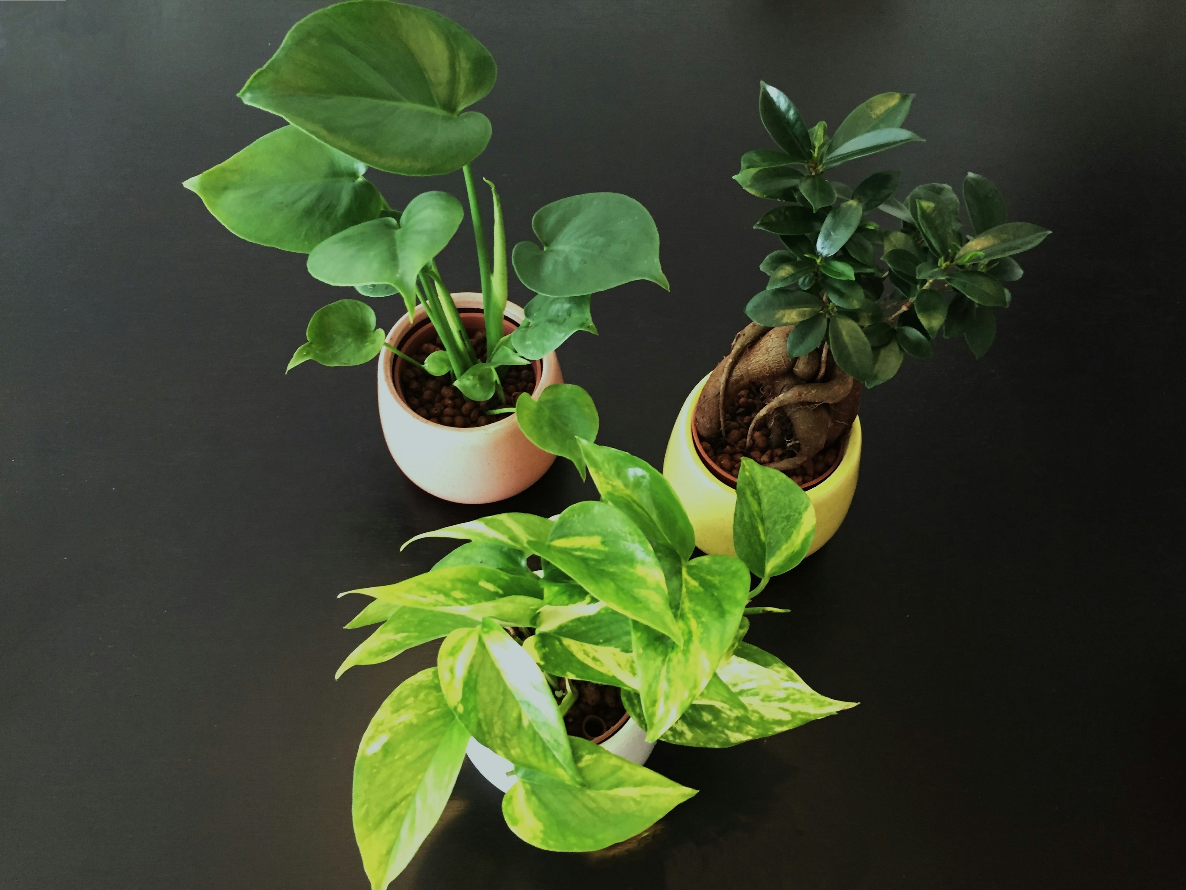 2024-05-focus-on-color-green-image-8