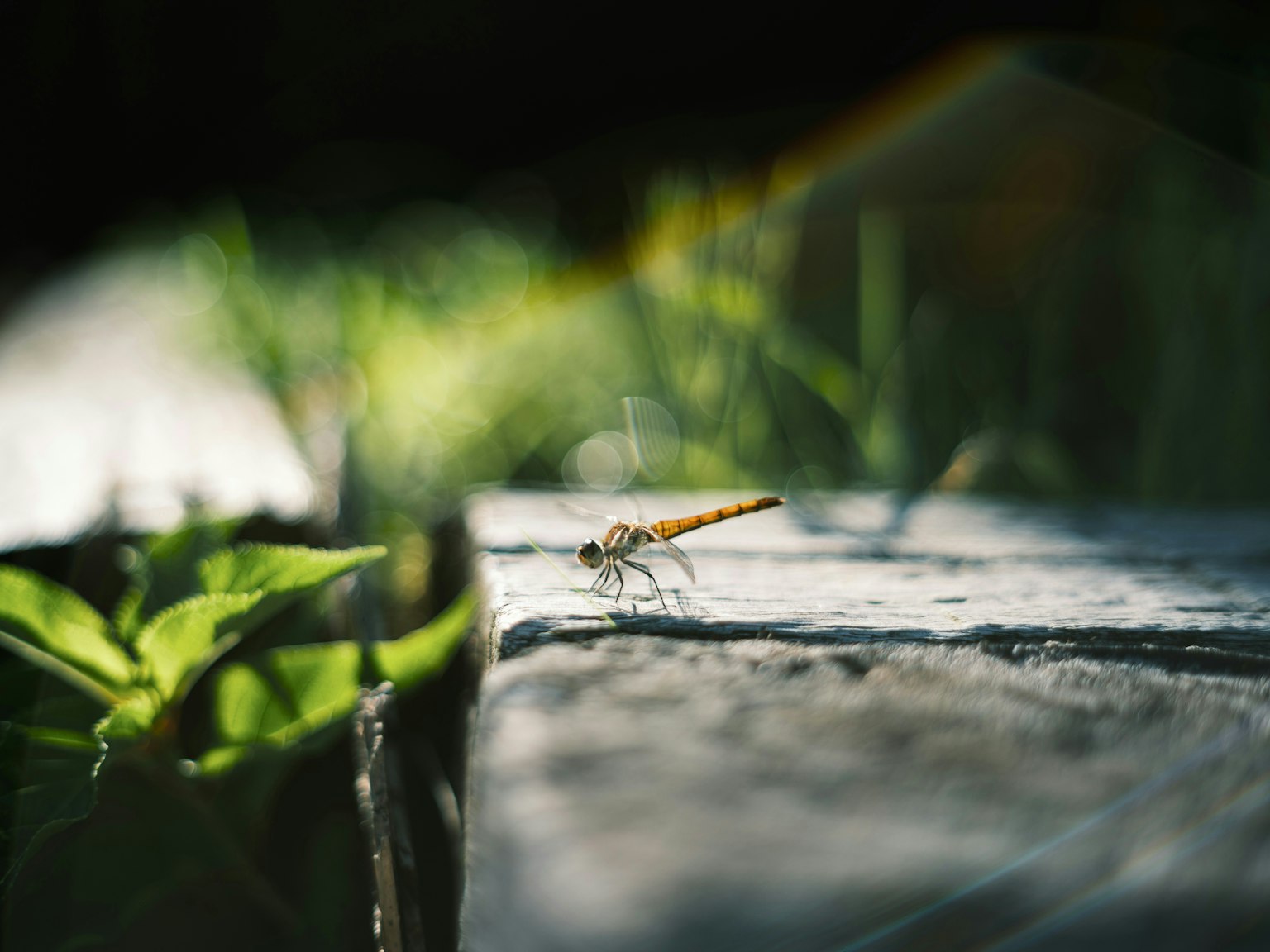 2025-08-pick-up-photos-no-169-173-image-5