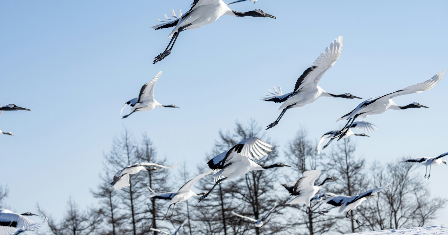 2024-08-symbol-bird-cover-image