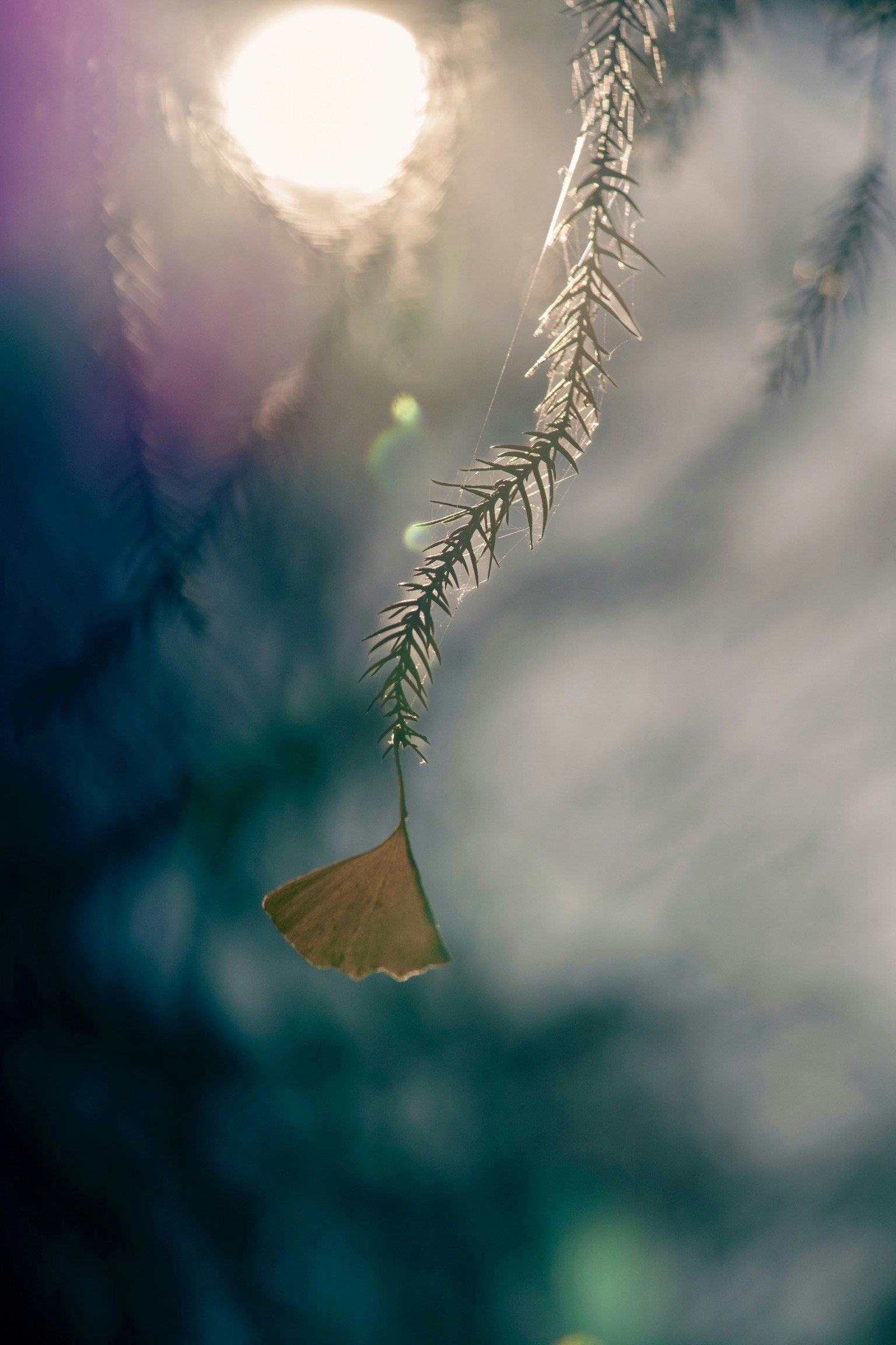 2024-03-winter-magic-image-9